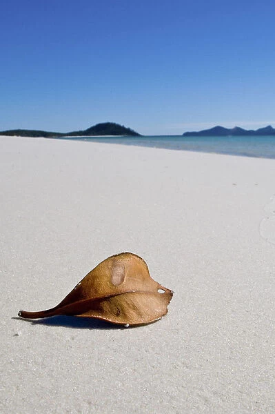 Leaf. Beach on Whitsunday Islands