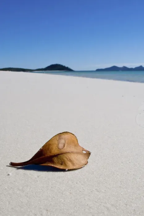 Framed Print : Leaf. Beach on Whitsunday Islands