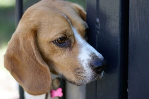 Beagle on the lookout