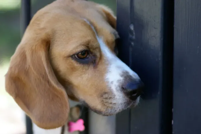 Framed Print : Beagle on the lookout