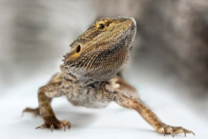 Framed Print : Bearded Dragon