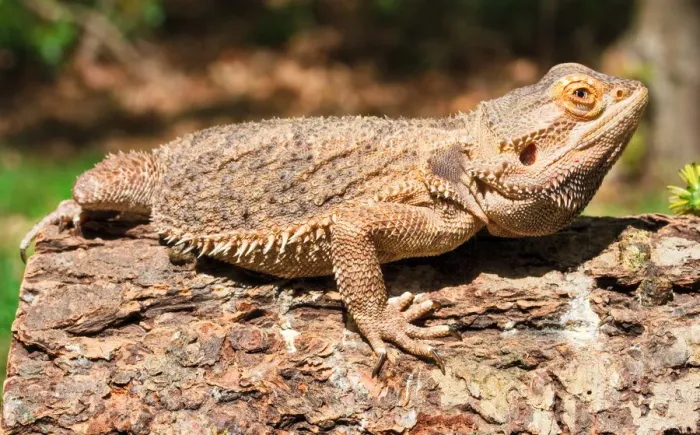 Framed Print : Bearded Dragon