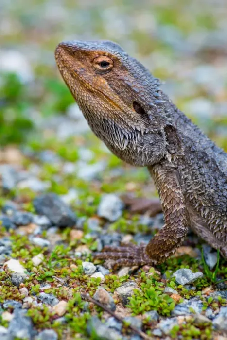 Framed Print : Bearded Dragon Lizard