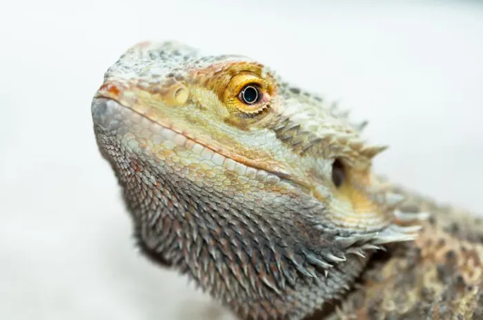 Framed Print : Bearded Dragon on White