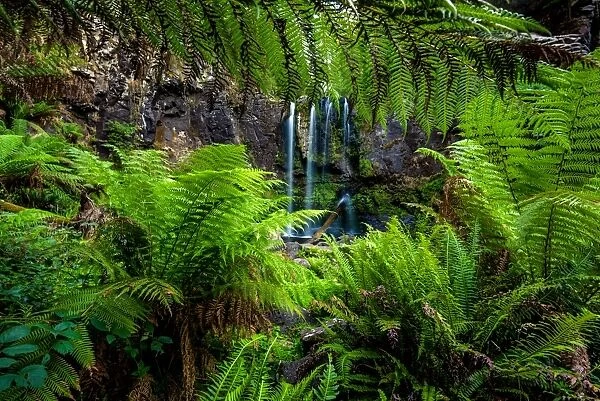 Beauchamp Falls, Great Otway National Park, Victoria
