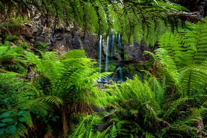 Framed Print : Beauchamp Falls, Great Otway National Park, Victoria Framed Print : Beauchamp Falls, Great Otway National Park, Victoria