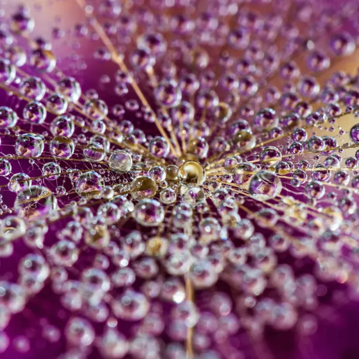 Framed Print : Beautiful Dandelion drops