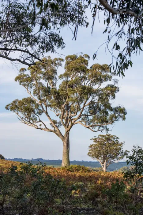 Framed Print : Beautiful old gum tree in the middle of a paddock