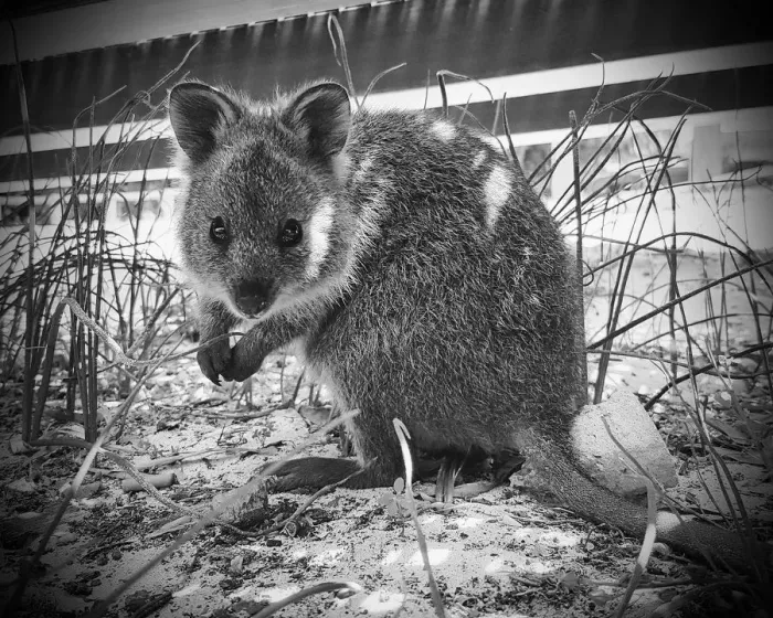 Framed Print : A beautiful photograph of a Quokka hiding under the boardwalk on Rottnest Island near Perth Western Australia Framed Print : A beautiful photograph of a Quokka hiding under the boardwalk on Rottnest Island near Perth Western Australia