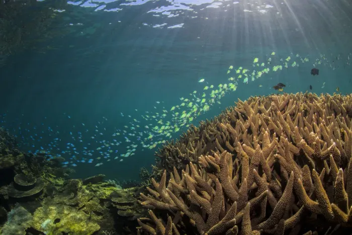 Framed Print : beautiful reef