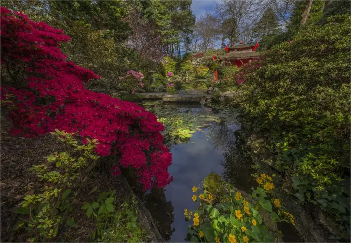 Framed Print : Beautiful spring blooms at the Compton Gardens, Dorset, England, United Kingdom