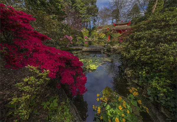 Beautiful spring blooms at the Compton Gardens, Dorset, England, United Kingdom