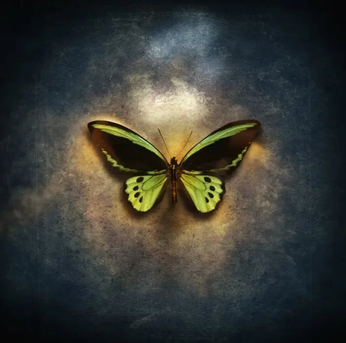 Framed Print : beauty, freedom, entomology, simplicity, fragility Framed Print : beauty, freedom, entomology, simplicity, fragility