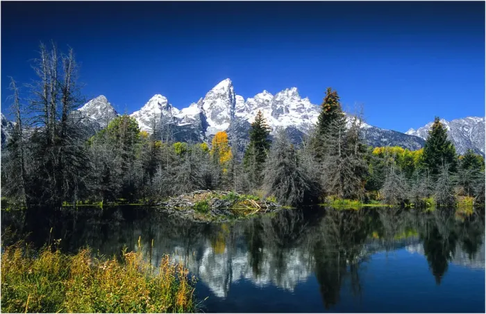 Framed Print : Beaver ponds Grand Teton National Park, Wyoming, United States Framed Print : Beaver ponds Grand Teton National Park, Wyoming, United States