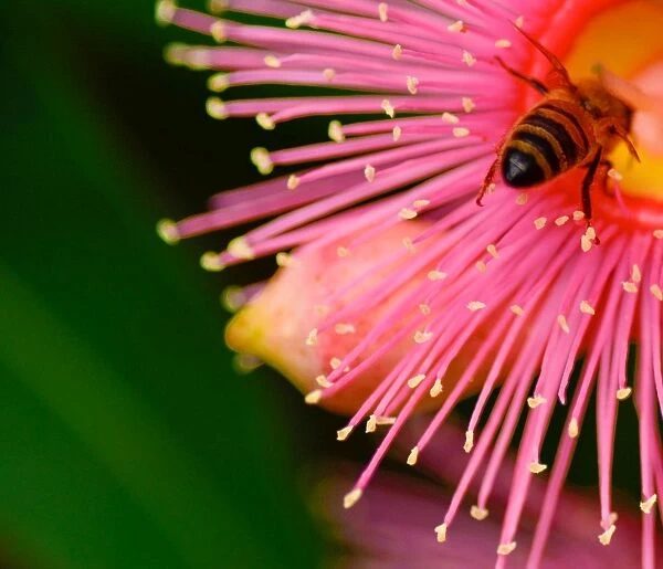 Bee bum. Macro view of the back end of a bee, taking the pollen from a pink gum blossom
