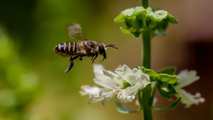 Framed Print : Bee in flight Framed Print : Bee in flight