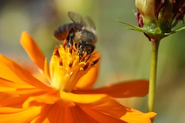 A bee meets a cosmos flower