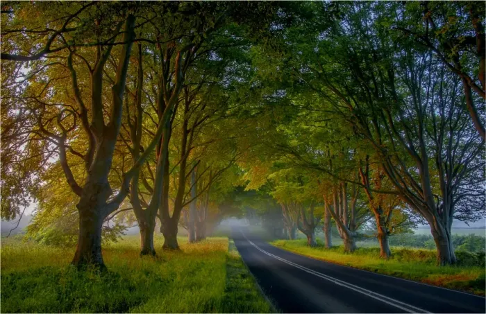 Framed Print : Beech trees in mist, Dorset, England
