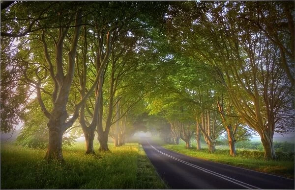 Beech trees in mist, Dorset, England