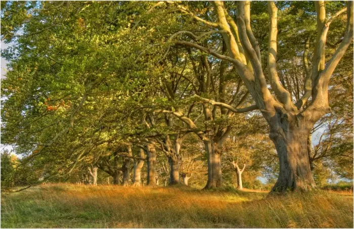 Framed Print : Beech trees in mist, Dorset, England Framed Print : Beech trees in mist, Dorset, England