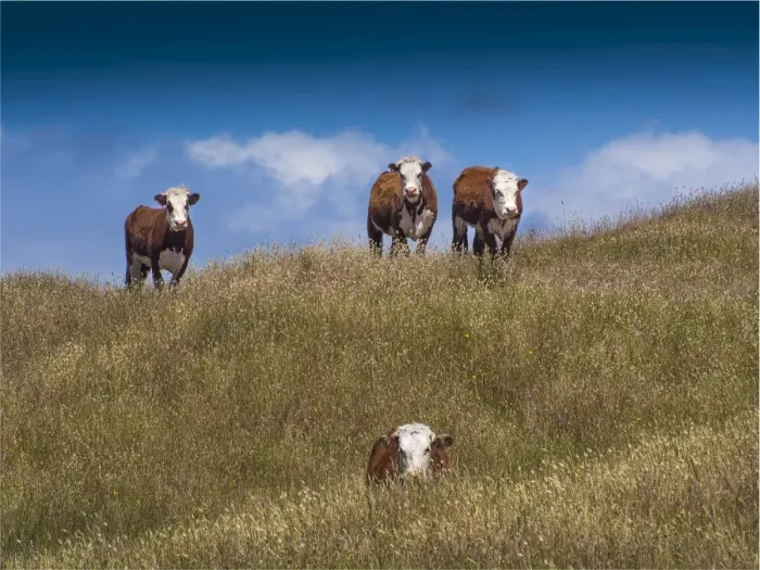 Framed Print : Beef Cattle on lush pastures, King Island Tasmania