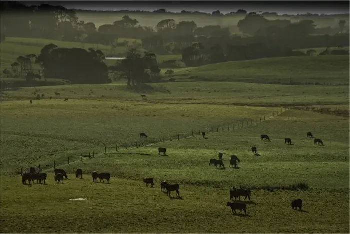 Framed Print : Beef Cattle on lush pastures, King Island Tasmania Framed Print : Beef Cattle on lush pastures, King Island Tasmania