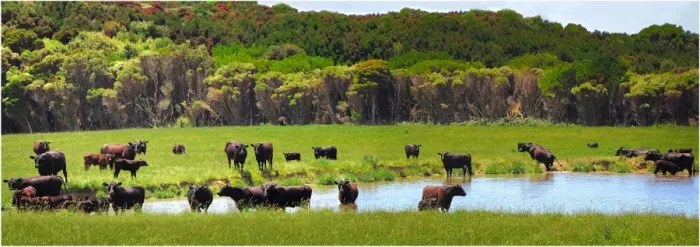 Framed Print : Beef Cattle on lush pastures, King Island Tasmania Framed Print : Beef Cattle on lush pastures, King Island Tasmania