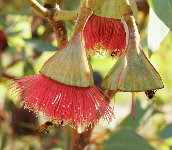 Framed Print : Bees on Pink and Yellow Eucalyptus Gum Blossom