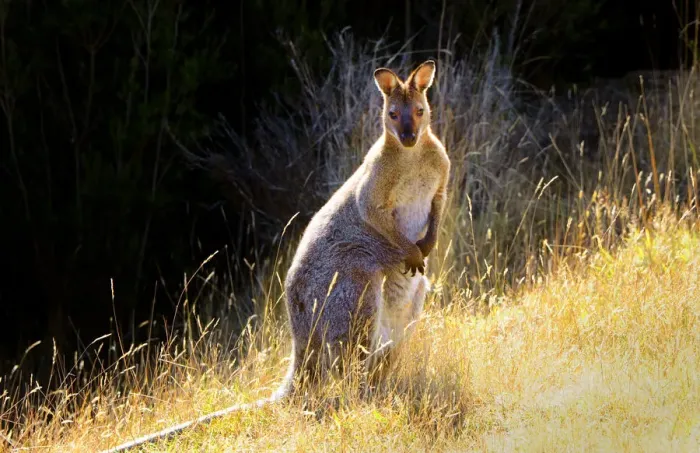 Framed Print : Bennetts Wallaby Framed Print : Bennetts Wallaby
