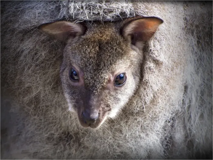 Framed Print : Bennetts Wallaby, Joey looking out of the pouch, Flinders Island, Bass Strait, Tasmania