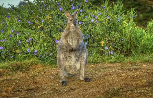 Bennetts Wallaby, King Island, Tasmania