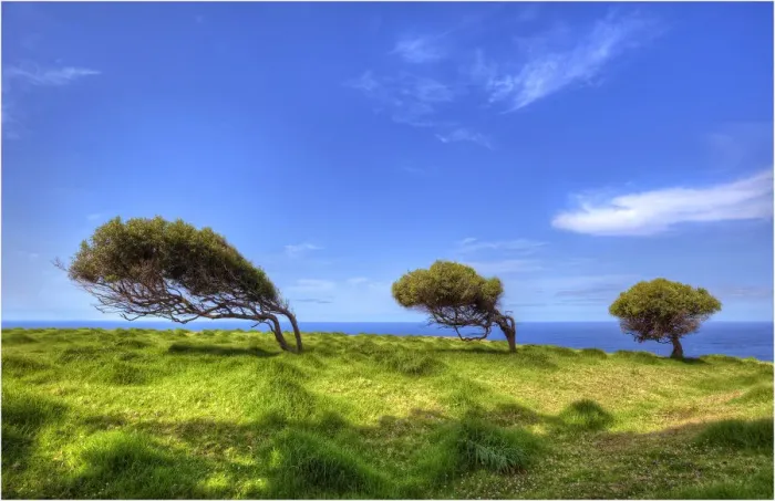 Framed Print : Bent to the prevailing winds Framed Print : Bent to the prevailing winds