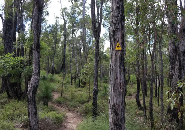 Framed Print : Bibbulmun Track near Jarrahdale Western Australia