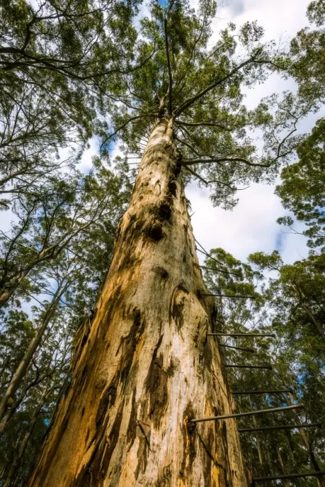 Framed Print : Bicentennial Tree