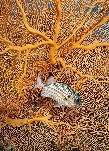 Big eye squirrel fish with fan coral in Palau