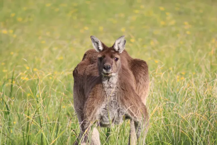 Framed Print : Big Roo Framed Print : Big Roo