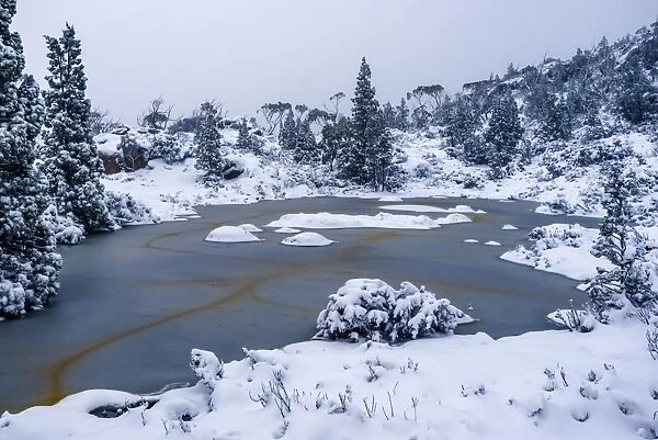 Big Snowfall at Labyrinth, Lake St Clair, Tasmania