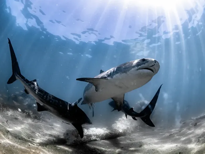 Framed Print : Big Tiger Sharks Framed Print : Big Tiger Sharks