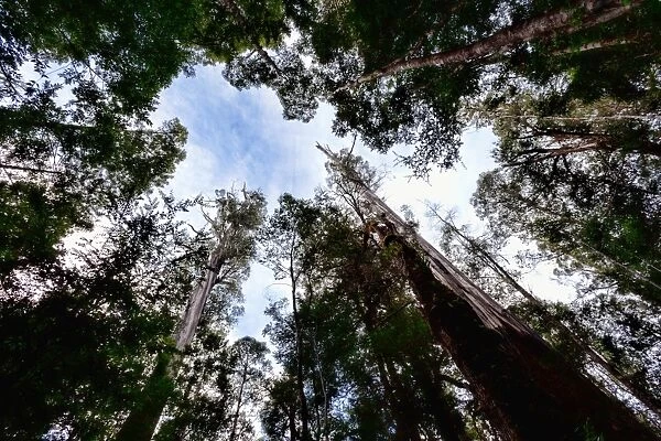Big tree reserve, Maydena, Tasmania