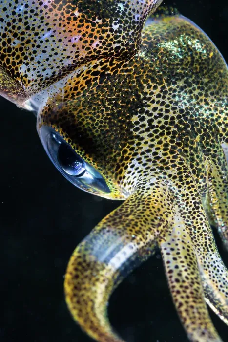 Framed Print : Bigfin Reef Squid Eye - Sepioteuthis lessoniana Framed Print : Bigfin Reef Squid Eye - Sepioteuthis lessoniana