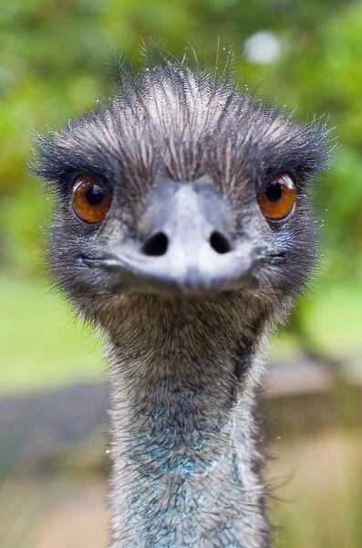 Birds (Emu) Gallery. Available as Framed Prints, Photos, Wall Art and other  products
