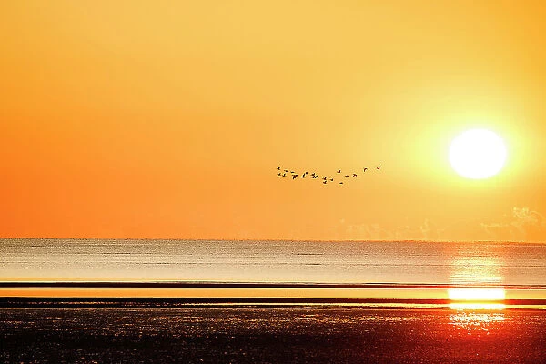 birds fly above the sea during sunrise