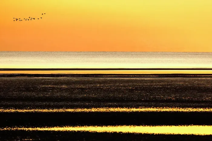 Framed Print : Birds fly above the sea during sunrise Framed Print : Birds fly above the sea during sunrise