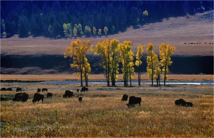 Framed Print : Her of bison Yellowstone National Park, Wyoming, United States Framed Print : Her of bison Yellowstone National Park, Wyoming, United States