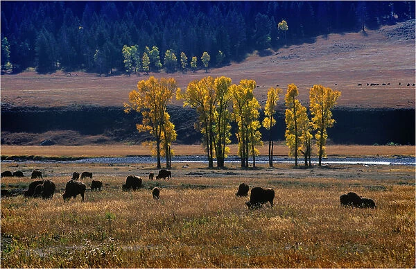 Her of bison Yellowstone National Park, Wyoming, United States