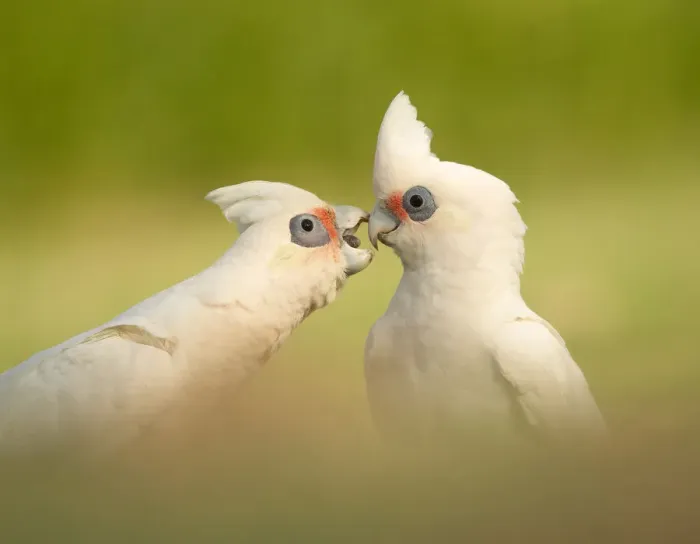 Framed Print : Bite me. Two Little Corellas Framed Print : Bite me. Two Little Corellas