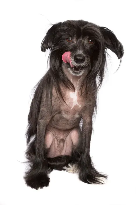 Framed Print : Black Chinese Crested Dog with its tongue sticking out on a white backdrop