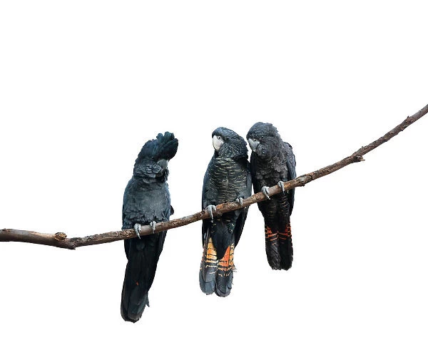 Three Black Cockatoos