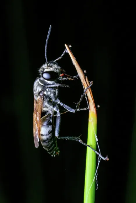 Framed Print : Black Digger Wasp (Sphex cognatus)