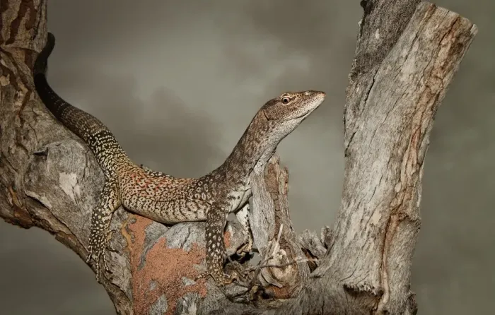 Framed Print : Black-headed monitor (Varanus tristis)